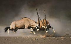 gemsbok  202x84
